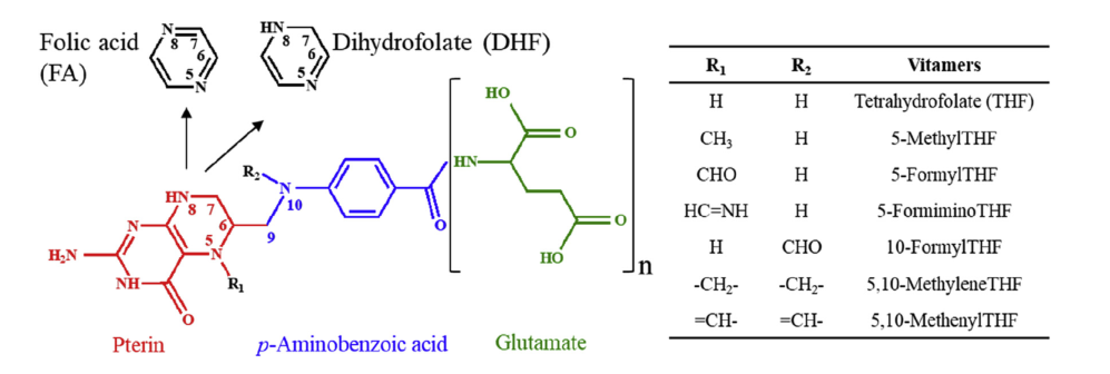 叶酸（Folate）的结构