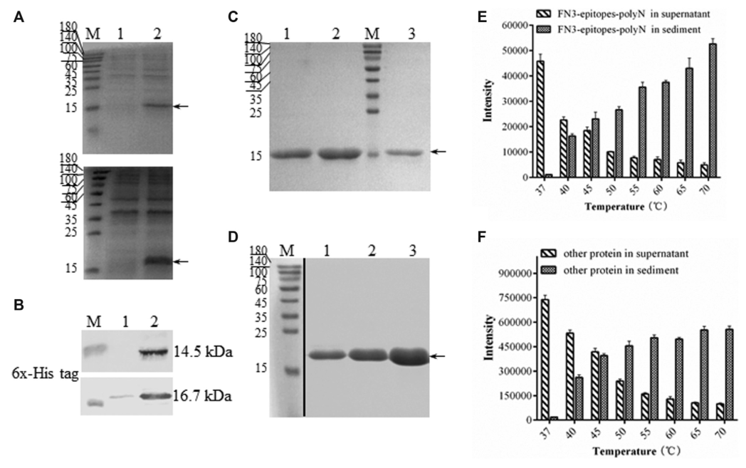 重组FN3-epitopes的溶解性和纯化