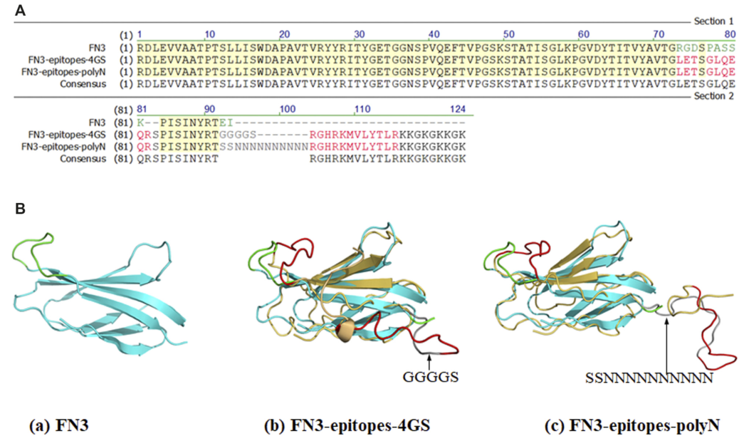 FN3、FN3-Epitopes的部分序列和结构