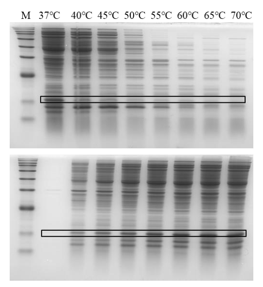 SDS-PAGE分析不同温度条件下的热降解检测