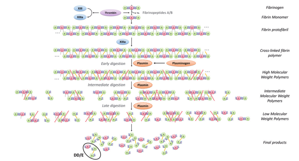  D-二聚体产生机制