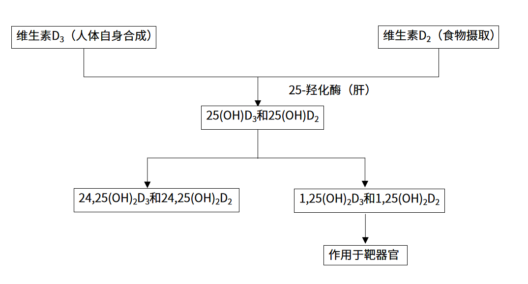 维生素D代谢途径