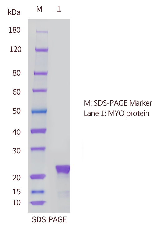 肌红蛋白（MYO）的SDS-PAGE分析图