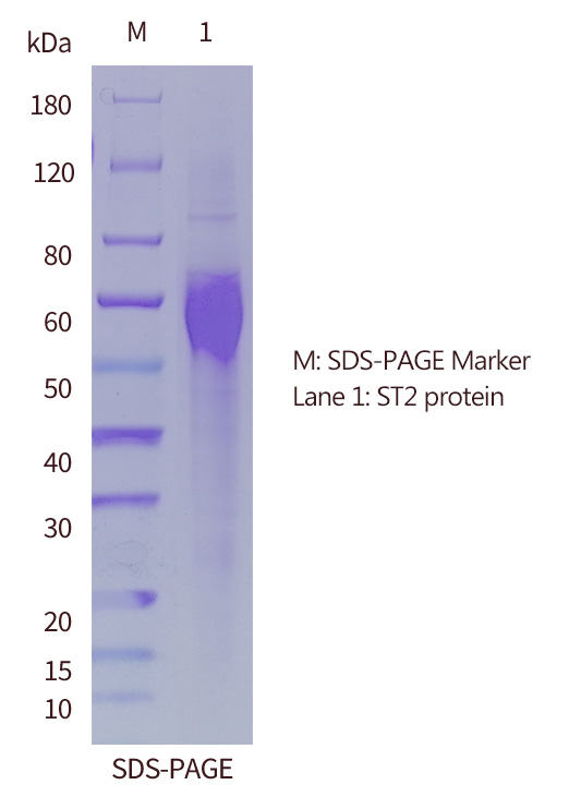 ST2抗原的SDS-PAGE图
