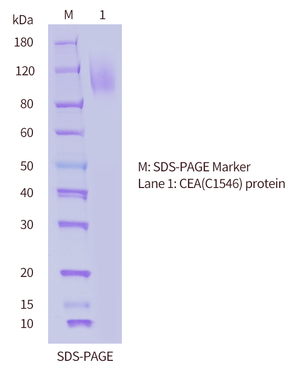 SDS-PAGE-of-CEA-