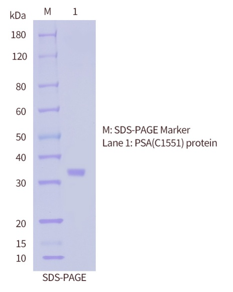 PSA-SDS-PAGE