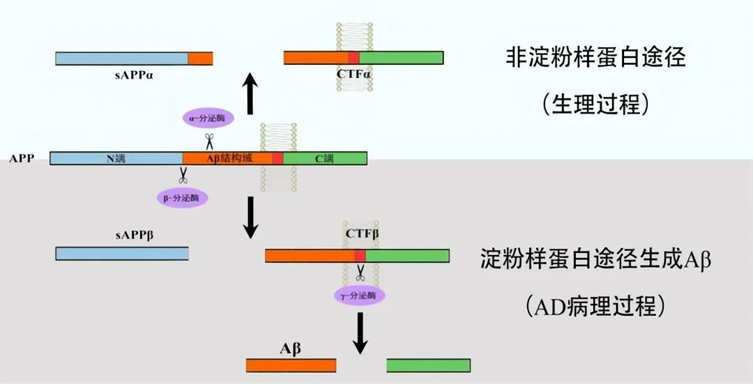 淀粉样前体蛋白（APP）生成Aβ过程