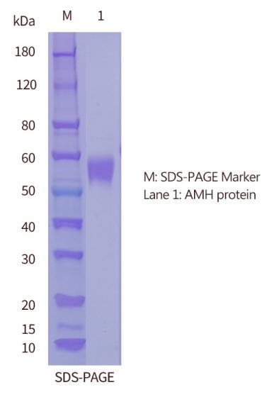 SDS-PAGE-of-AMH