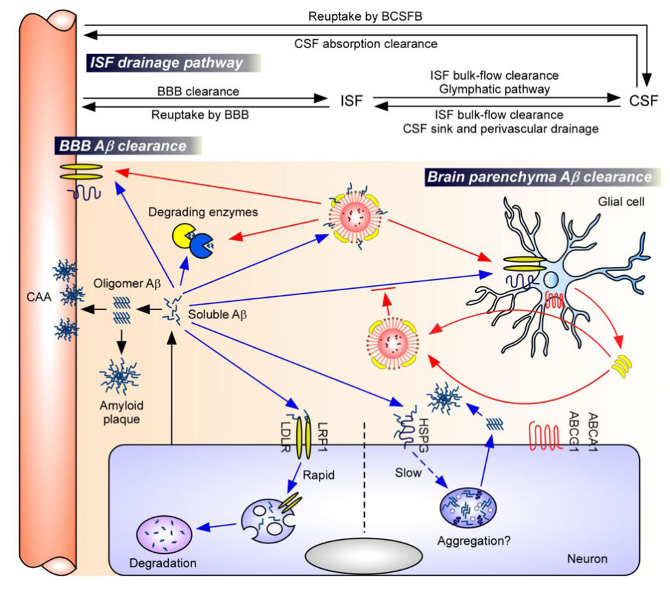 主要的Aβ清除途径以及ApoE和ApoE受体的作用