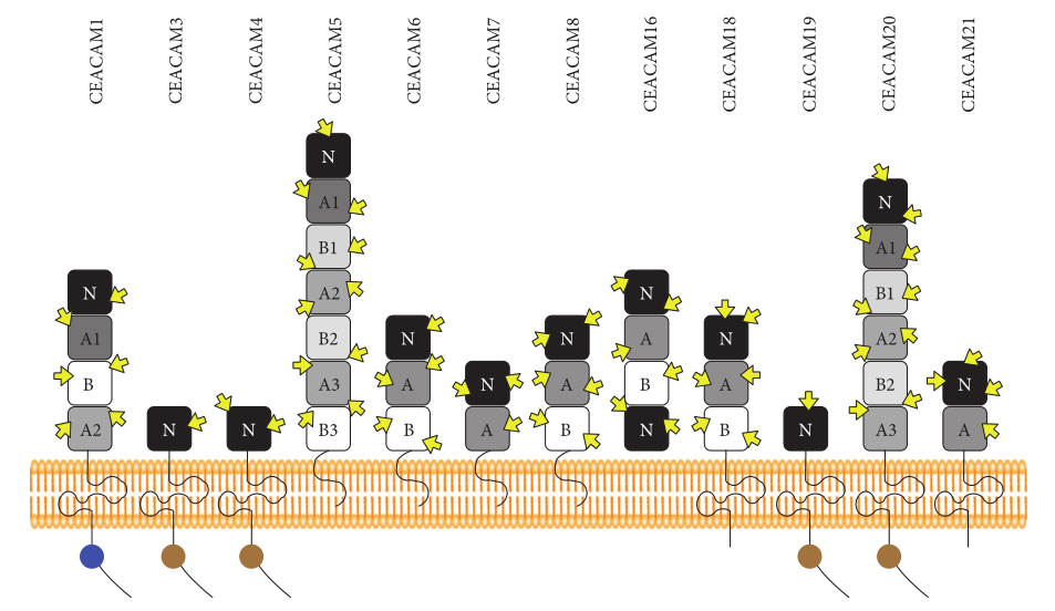 CEACAM组成员示意图