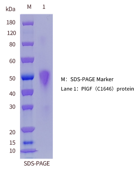 PlGF-SDS-PAGE