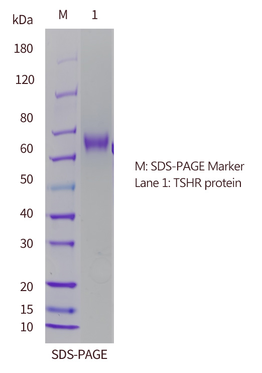 SDS-PAGE-of-AMH